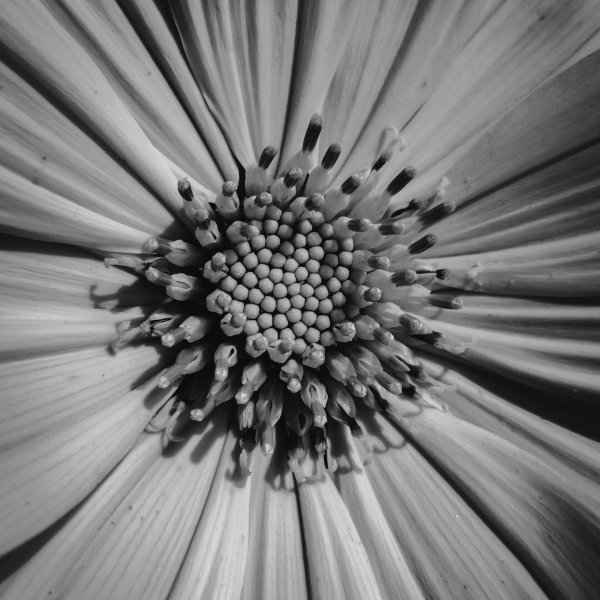 pexels-soubhik96-35153968